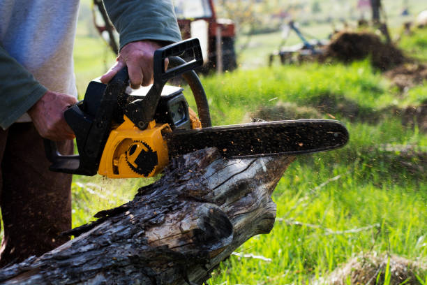 Best Tree Trimming and Pruning  in River Hills, WI