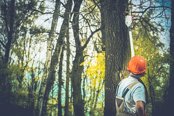 How Our Tree Care Process Works  in  River Hills, WI