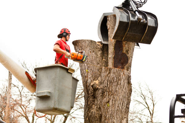 Professional Tree Care in River Hills, WI